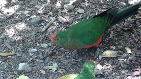 <b>野鳥</b>観察動画フィールドノート - 我慢の限界で、オーストラリアの鳥