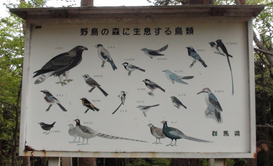 野鳥自然公園で見られる鳥