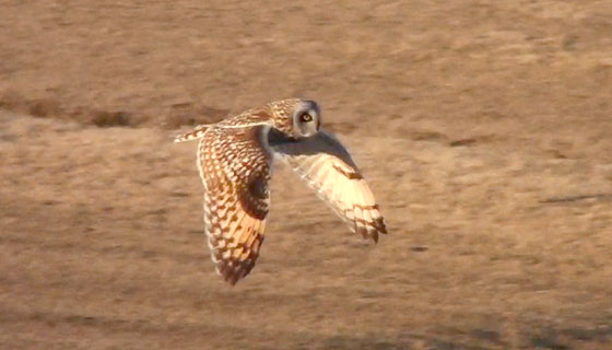 コミミズク飛翔シーン