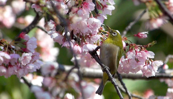 桜メジロ