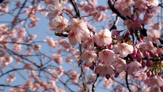 彼岸桜