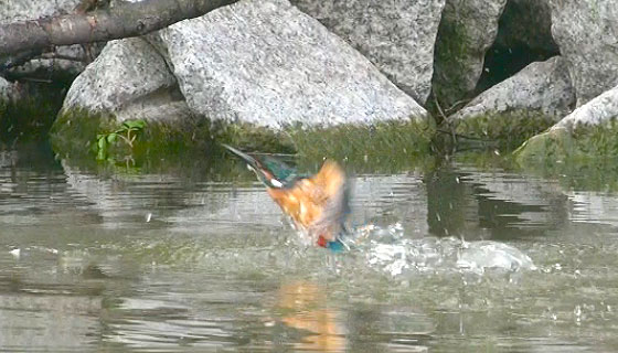 カワセミの飛び込み写真1