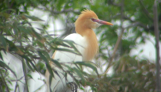 アマサギ