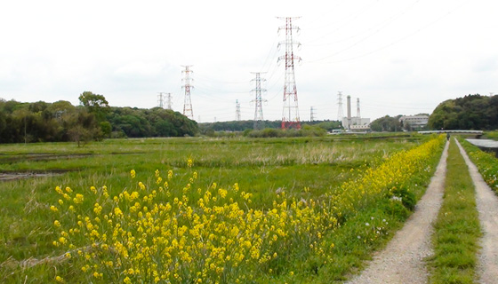 野田市田圃