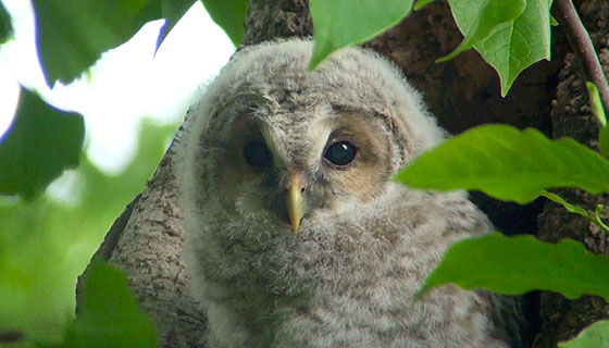 フクロウのヒナ