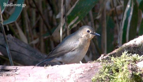 コルリ♀