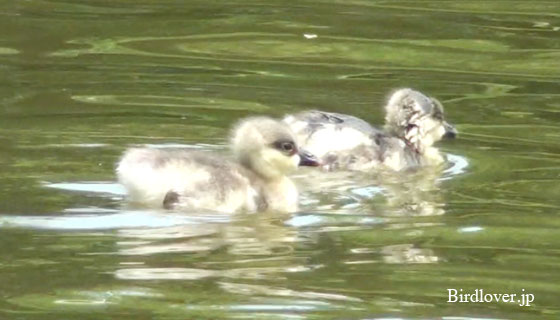 サカツラガンのヒナ