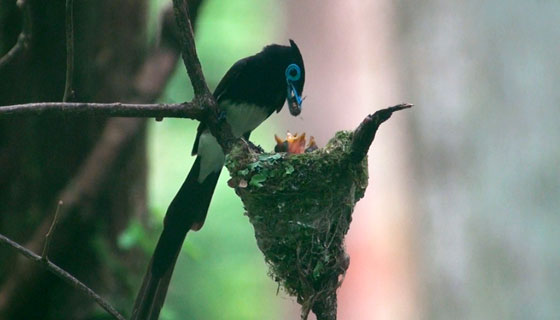 サンコウチョウのヒナ