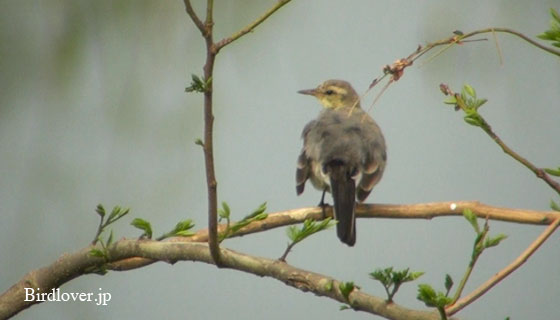 ハクセキレイ幼鳥