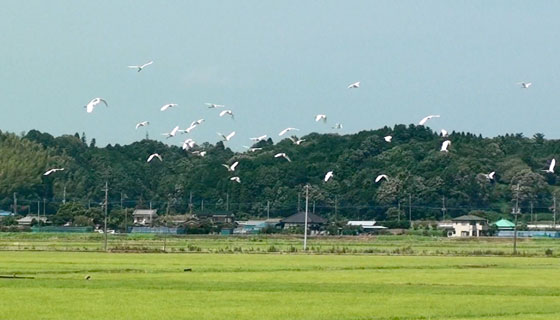 田園と白鷺