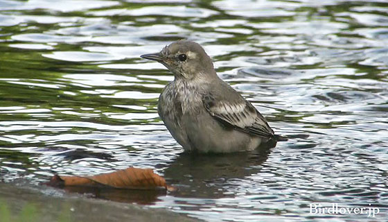 ハクセキレイの幼鳥