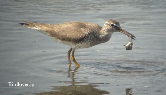 キアシシギの食事