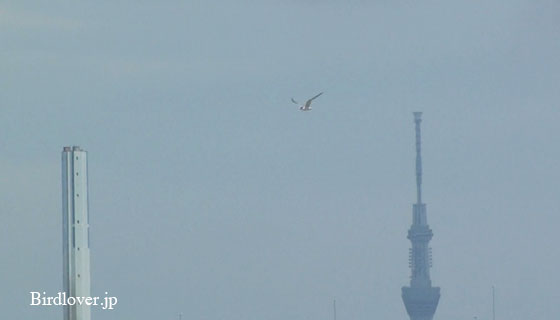 東京スカイツリーとコアジサシ