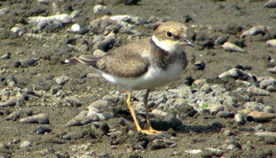 コチドリの幼鳥