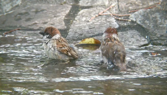 スズメの行水