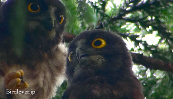 ハクセキレイの幼鳥