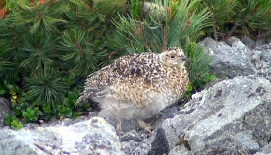 雷鳥のヒナ