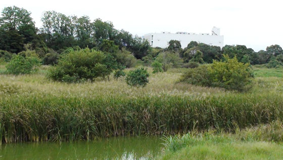 東京港野鳥公園