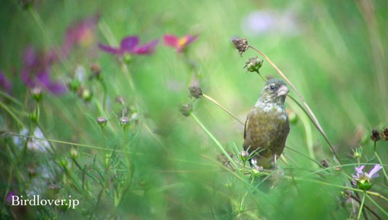 カワラヒワ幼鳥とコスモス