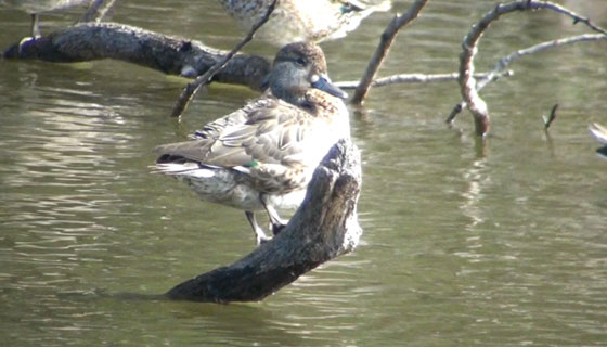 トモエガモ♀