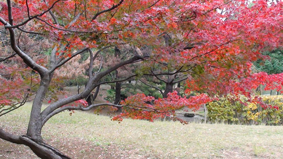 公園の紅葉