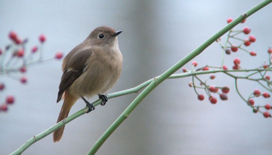 シジュウカラとジョウビタキ