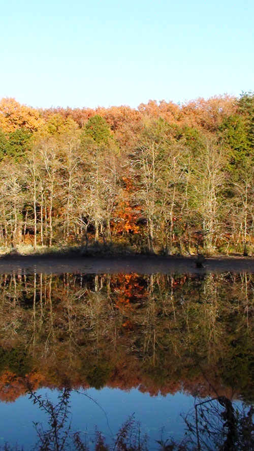 紅葉の水鏡