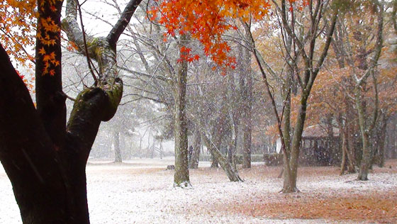 初雪