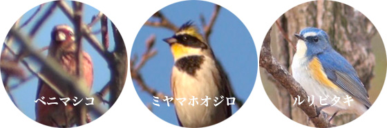 ３色の野鳥