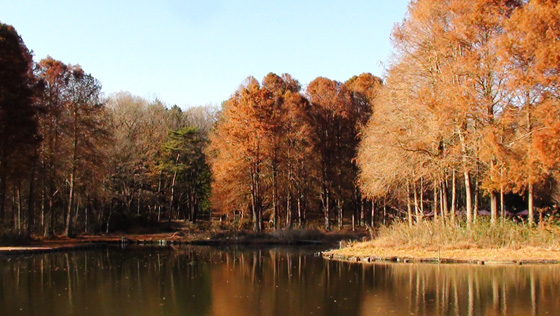 公園の池