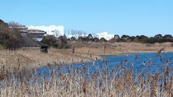 野鳥公園