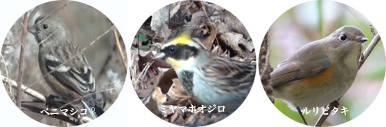 ３色の野鳥