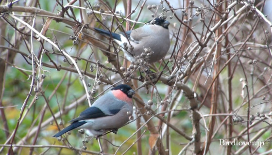 野鳥ウソ