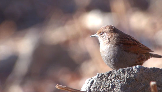 カヤクグリ