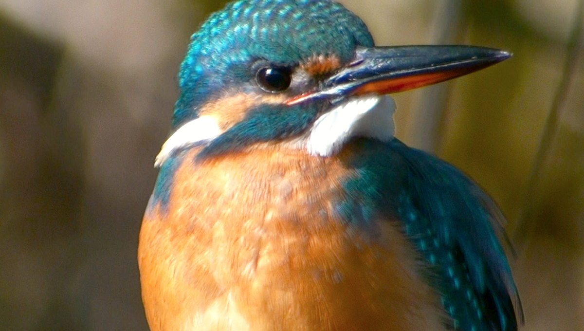 カワセミ♀