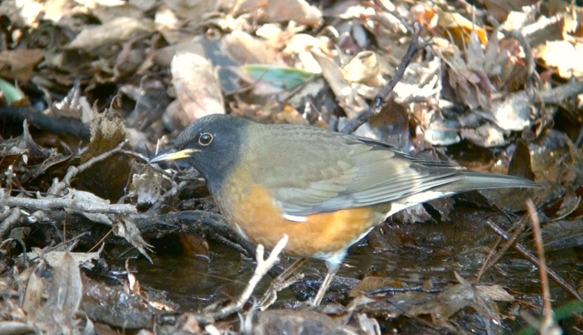 オオアカハラ