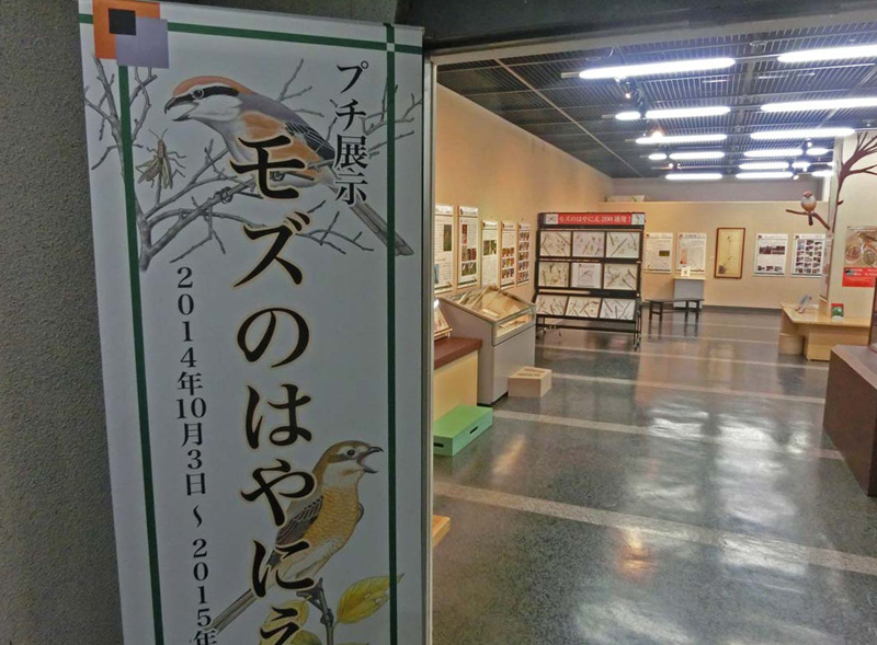 モズのはやにえ展