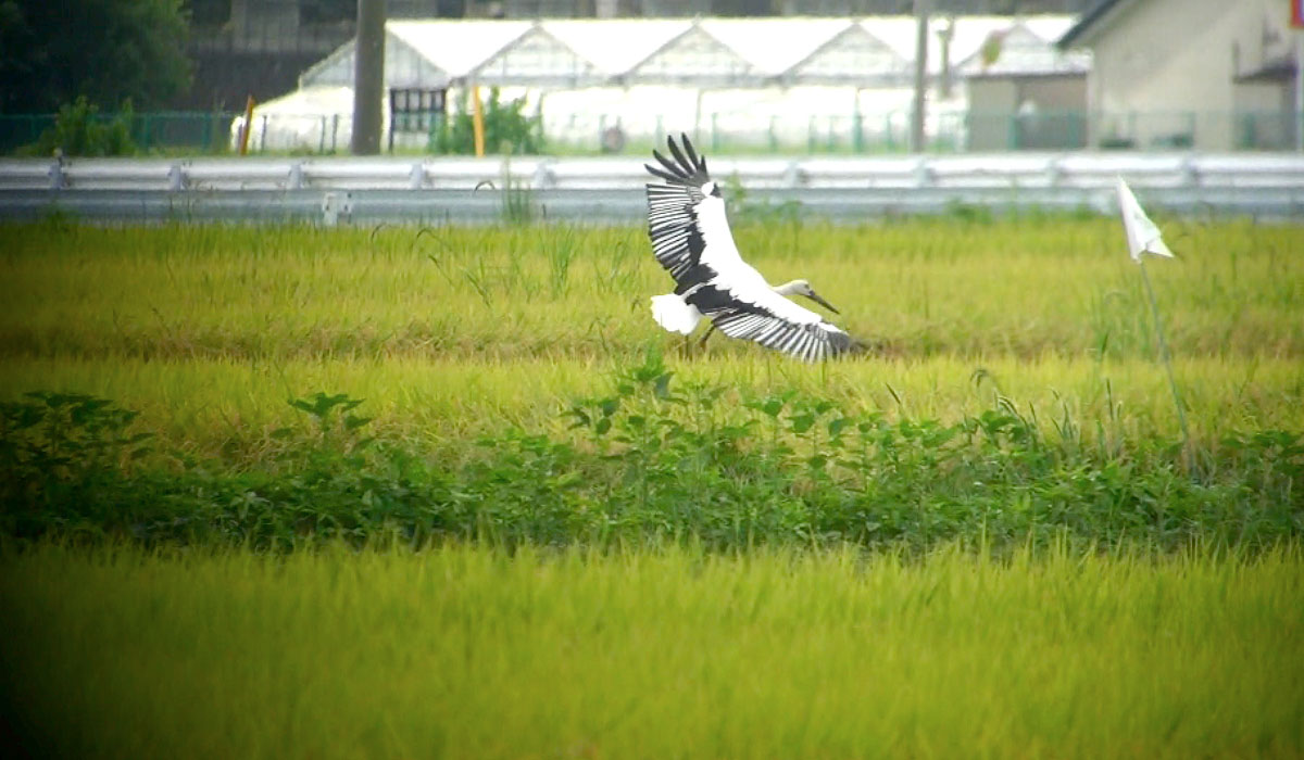 コウノトリ