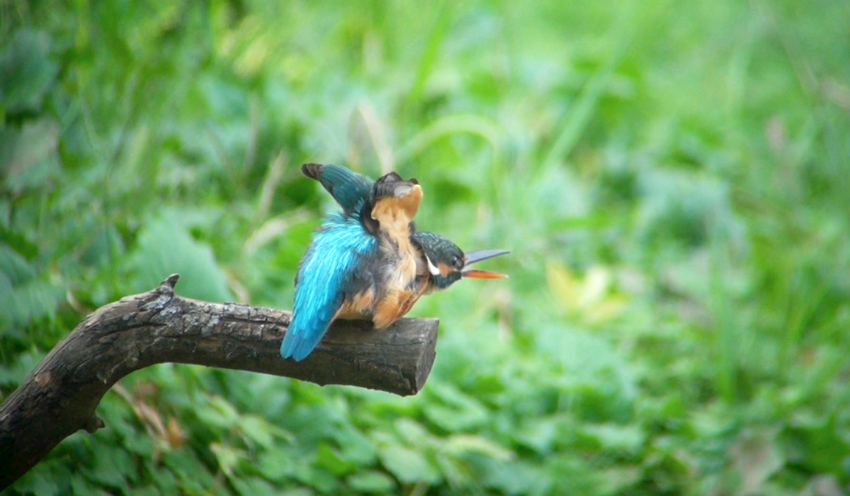 カワセミ