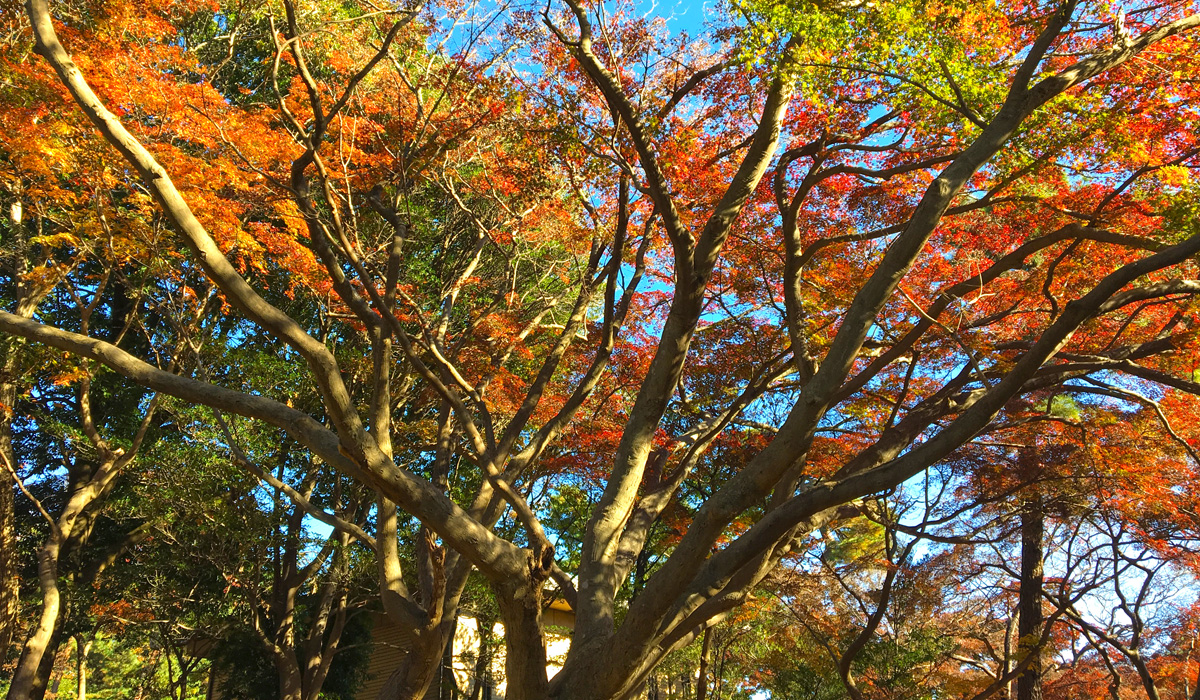 紅葉