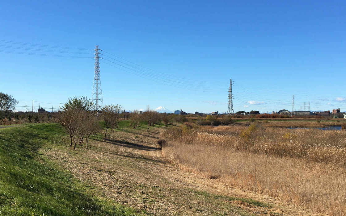 湿地の風景