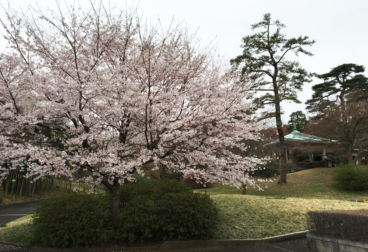 桜