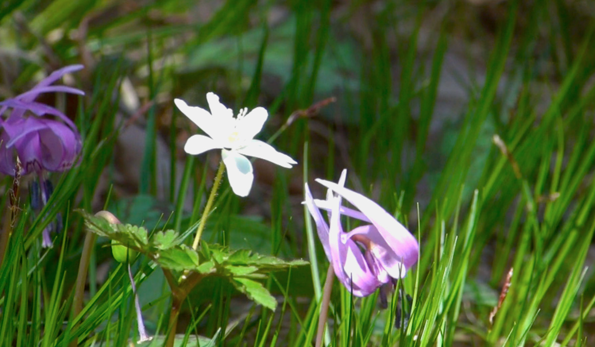 カタクリの花