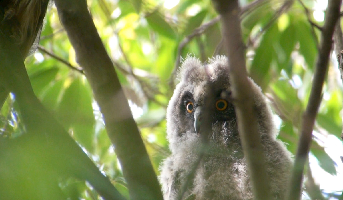 トラフズクのヒナ