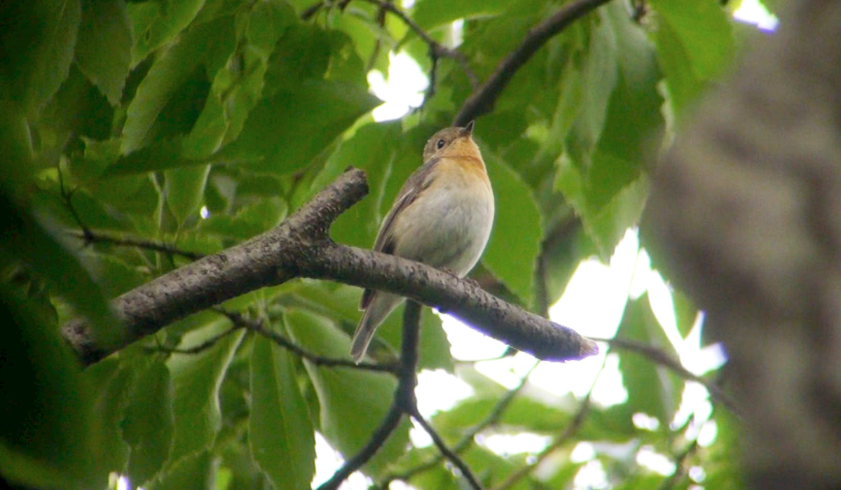 ムギマキ♀