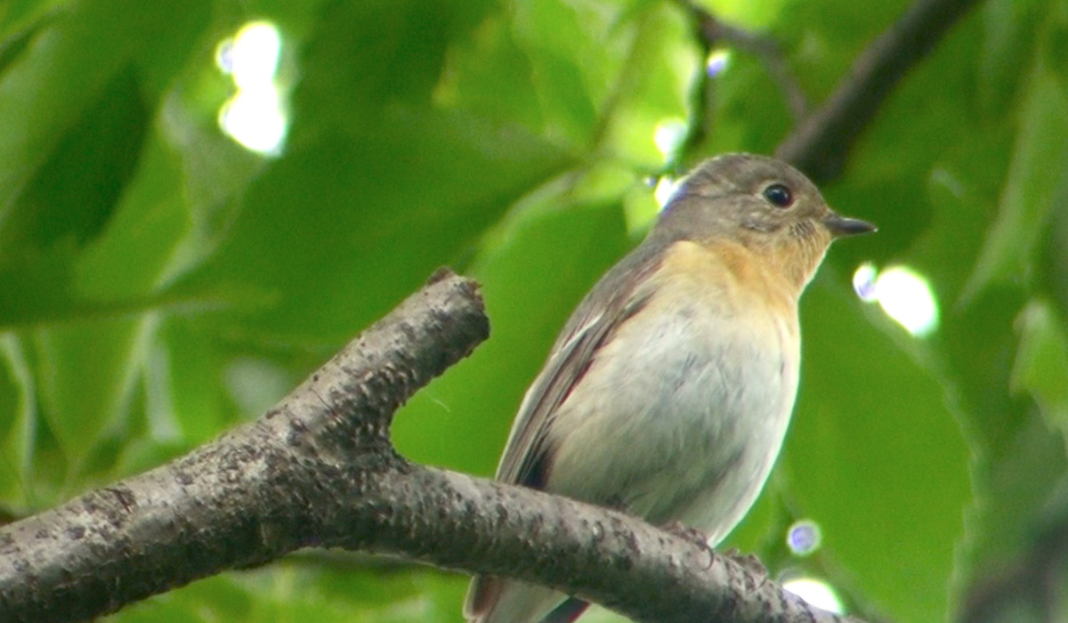 ムギマキ♀