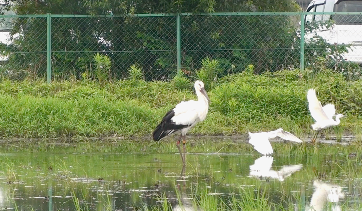 コウノトリ