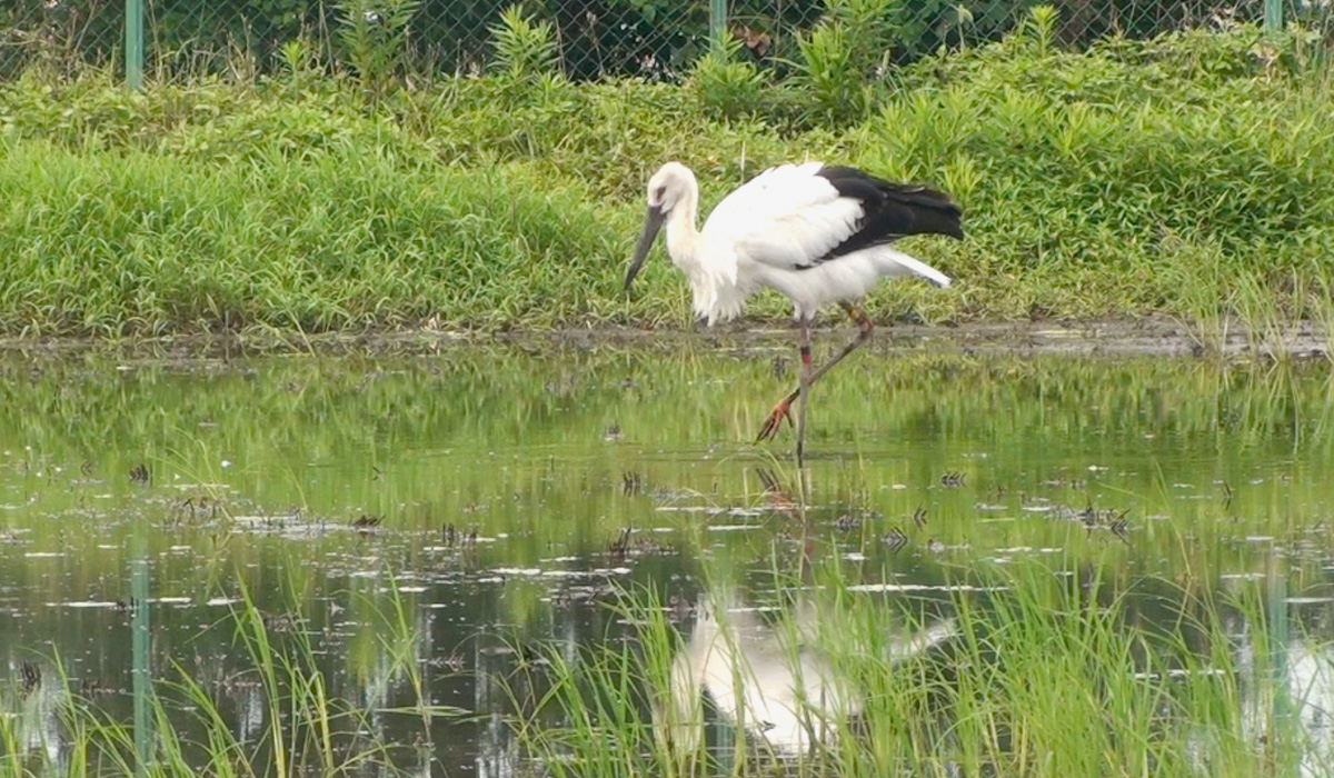 コウノトリ