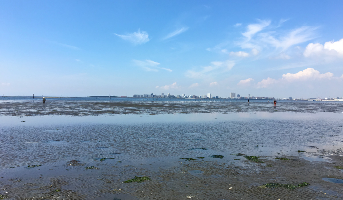 コアジサシの水浴び