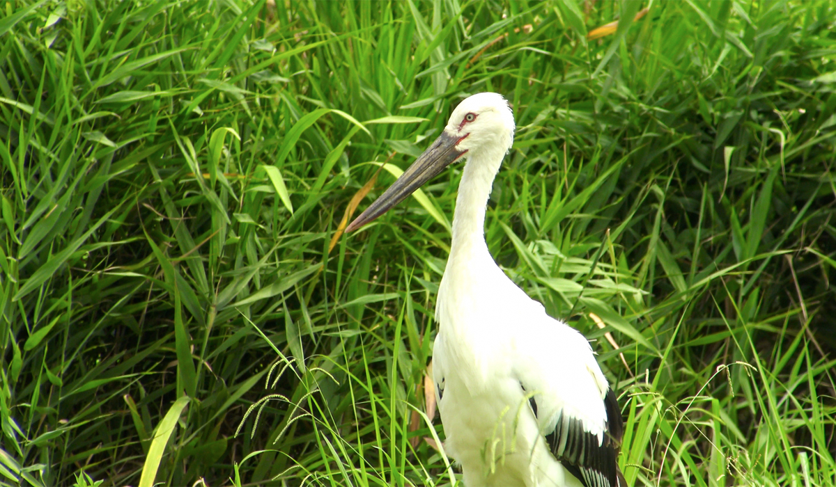 コウノトリ「ひかる」